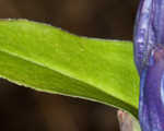 Showy gentian